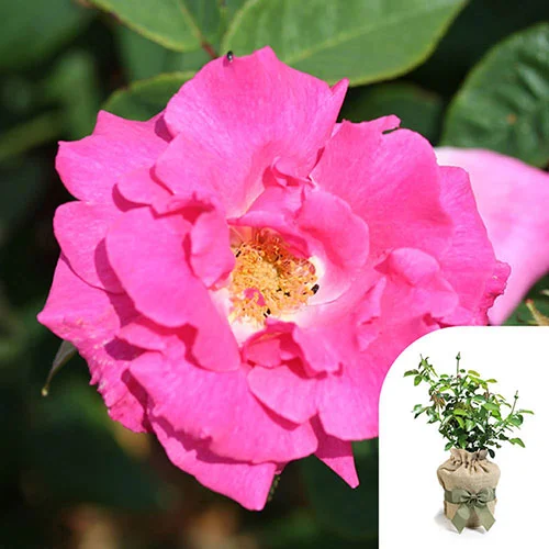 gardeningdirect2993798