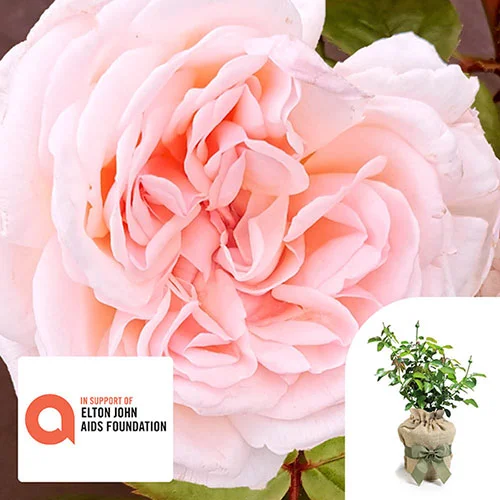gardeningdirect2993812