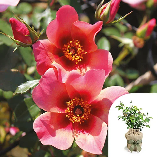 gardeningdirect2993830