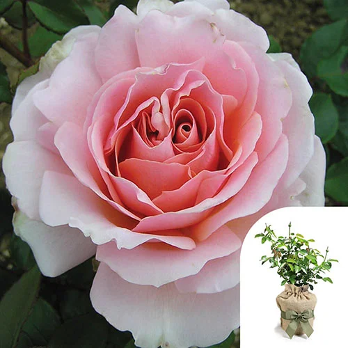 gardeningdirect2993861