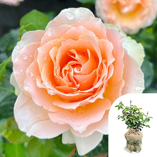 gardeningdirect2993894