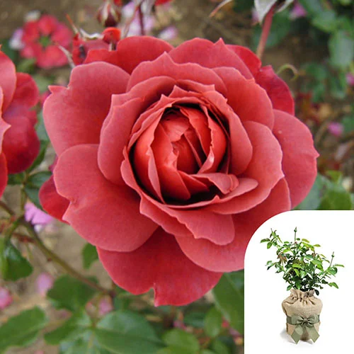 gardeningdirect2993912