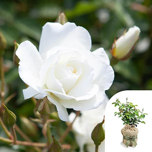 gardeningdirect2993929