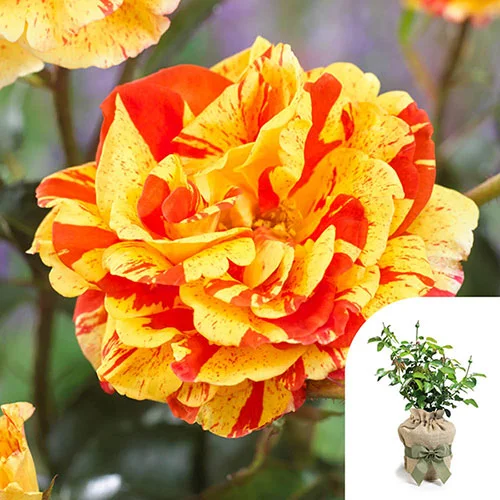 gardeningdirect2993946