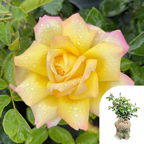 gardeningdirect2993966