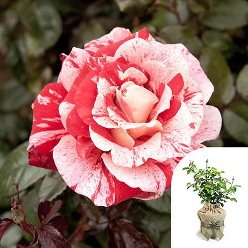 gardeningdirect2994000