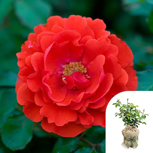 gardeningdirect2994016