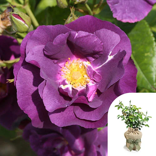 gardeningdirect2994033