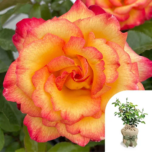 gardeningdirect2994052