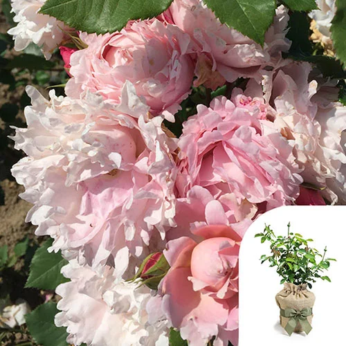 gardeningdirect2994069