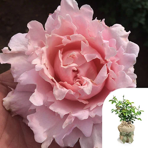 gardeningdirect2994088