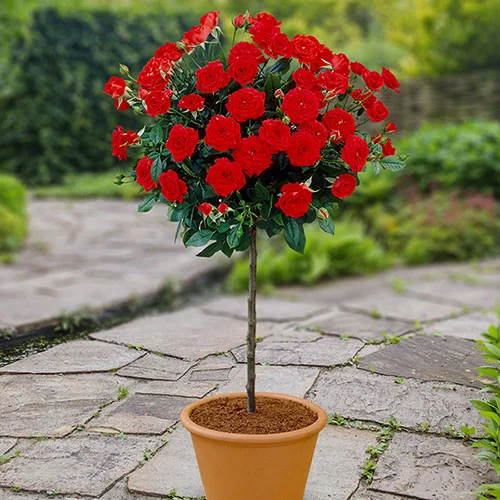 gardeningdirect2994105