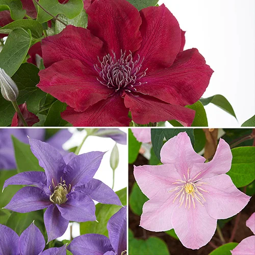 gardeningdirect2994235