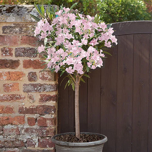 gardeningdirect2994276