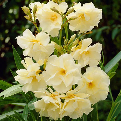 gardeningdirect2994316