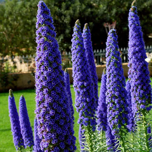 gardeningdirect2994338