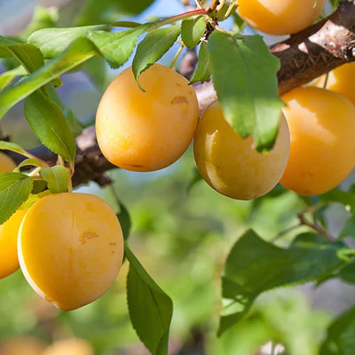 gardeningdirect2994354