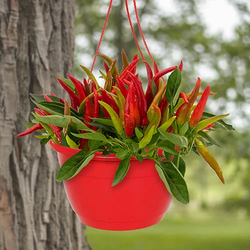 gardeningdirect2994400
