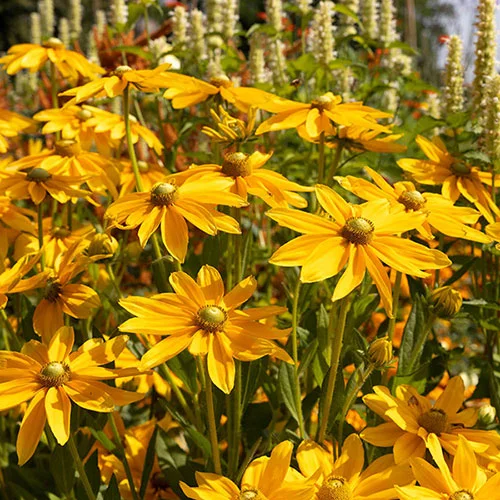gardeningdirect2994421