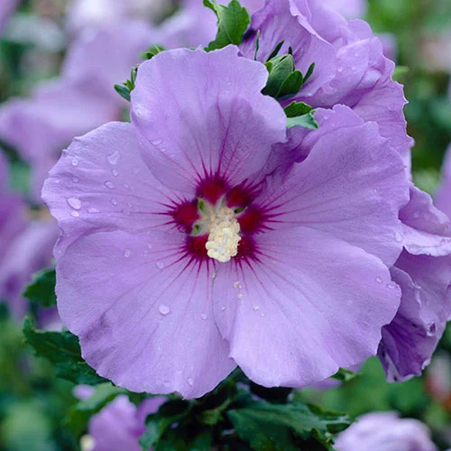 gardeningdirect2994454