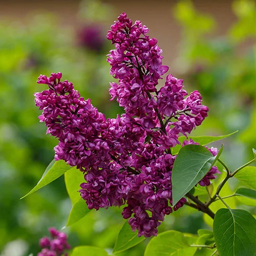 gardeningdirect2994506