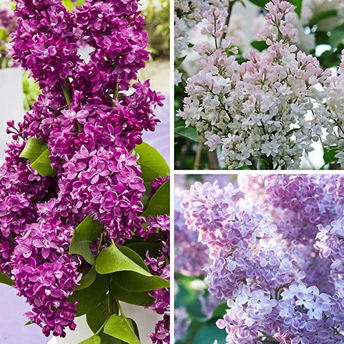 gardeningdirect2994526