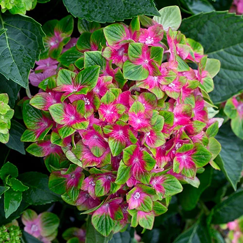 gardeningdirect2994544