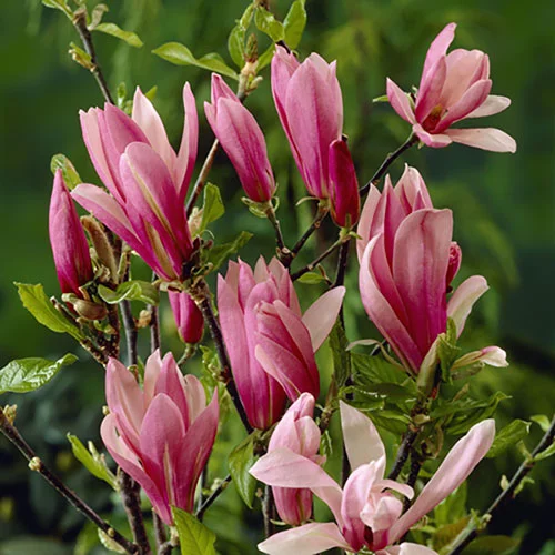 gardeningdirect2994560