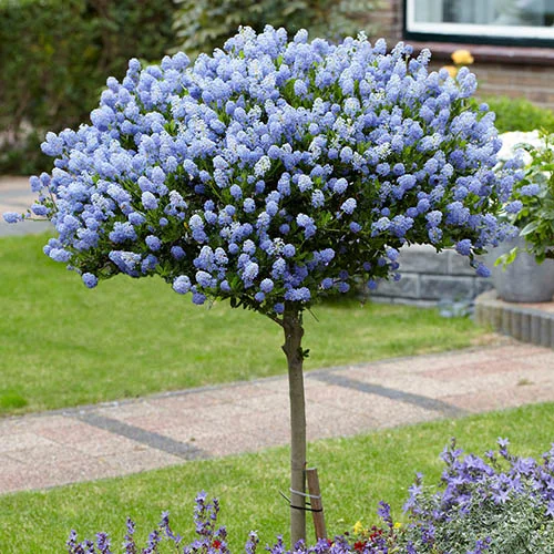gardeningdirect2994609