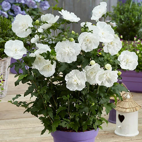 gardeningdirect2994627
