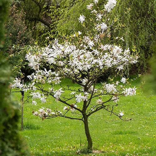 gardeningdirect2994647