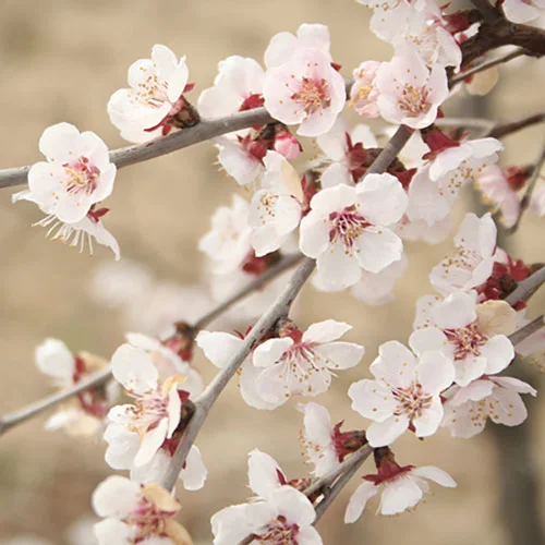 gardeningdirect2994660