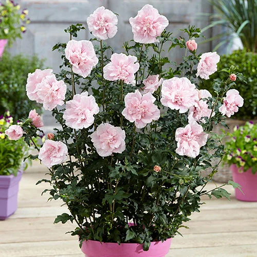 gardeningdirect2994721