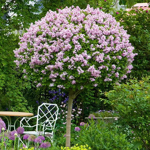 gardeningdirect2994746