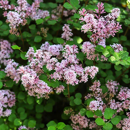 gardeningdirect2994787