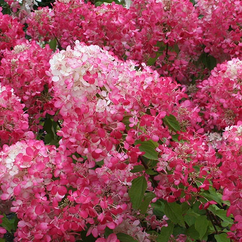 gardeningdirect2994807