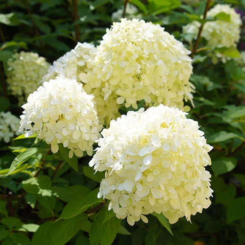 gardeningdirect2994830