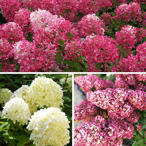 gardeningdirect2994849