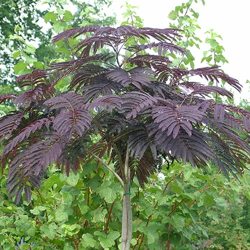 gardeningdirect2994870