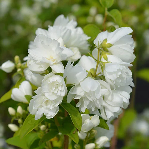 gardeningdirect2994896