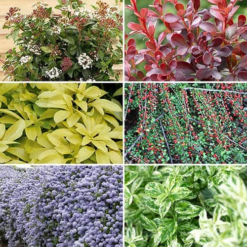 gardeningdirect2994935