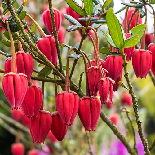 gardeningdirect2994960