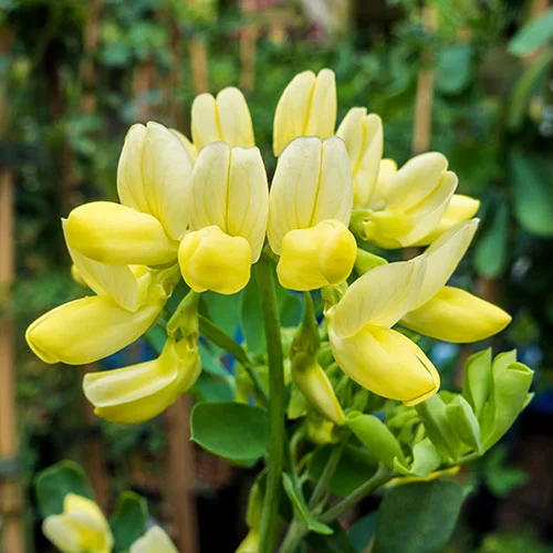 gardeningdirect2994982