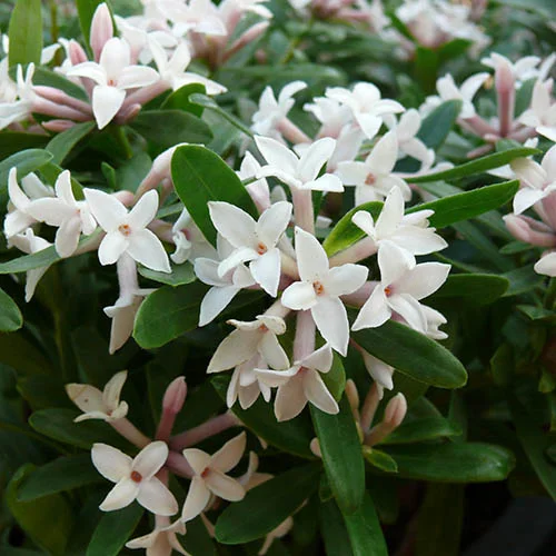 gardeningdirect2994999