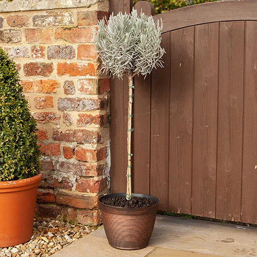 gardeningdirect2995015