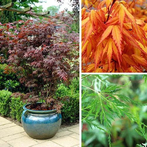 gardeningdirect2995075