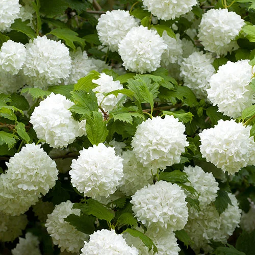 gardeningdirect2995095