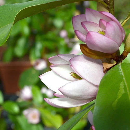 gardeningdirect2995139