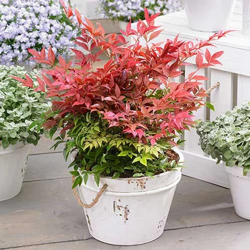 gardeningdirect2995158