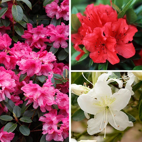 gardeningdirect2995176